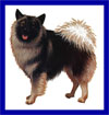 Click here for more detailed Keeshond breed information and available puppies, studs dogs, clubs and forums